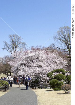 櫻花在公園裡 650425
