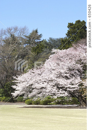 櫻花在公園裡 650426