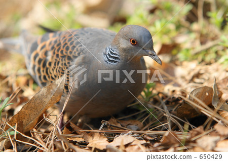 Turtledove Turtledove 650429
