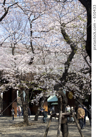 Sakura at Yasukuni Shrine Sakura at Yasukuni Shrine 650433