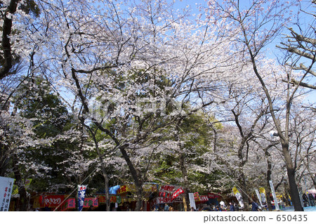 Sakura at Yasukuni Shrine Sakura at Yasukuni Shrine 650435