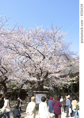 靖國神社的櫻花採樣樹 靖國神社的櫻花採樣樹 650439
