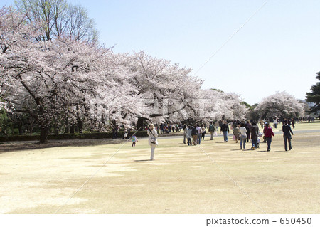 櫻花在公園裡 櫻花在公園裡 650450