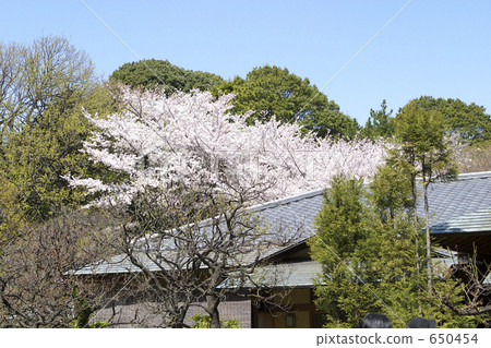 茶室和櫻花 650454