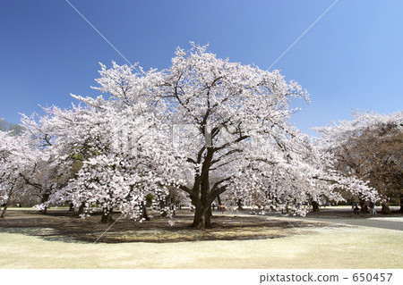 櫻花在公園裡 櫻花在公園裡 650457