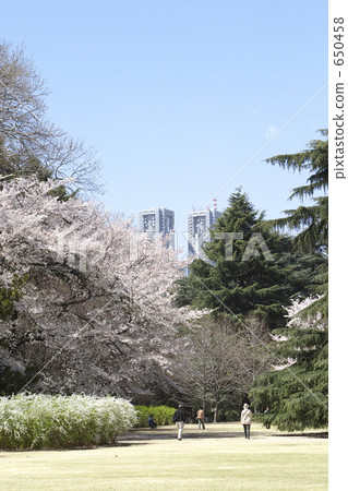 櫻花在公園裡 櫻花在公園裡 650458