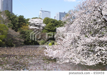 池塘和櫻花 池塘和櫻花 650459