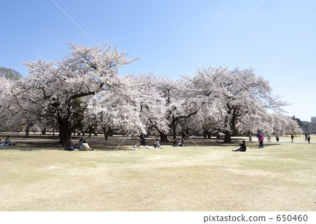Cherry blossoms in the park Cherry blossoms in the park 650460