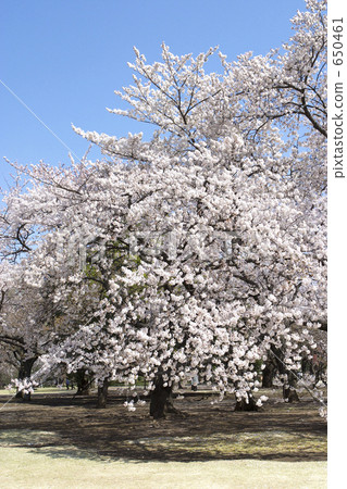 櫻花在公園裡 櫻花在公園裡 650461