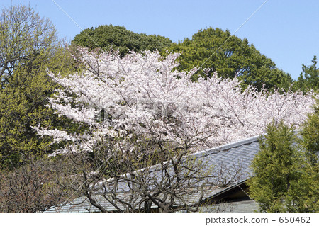 瓦屋頂和櫻花 瓦屋頂和櫻花 650462