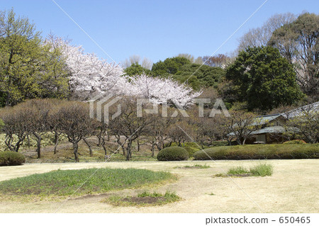 櫻花在公園裡 650465
