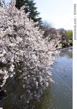 池塘和櫻花 池塘和櫻花 650466
