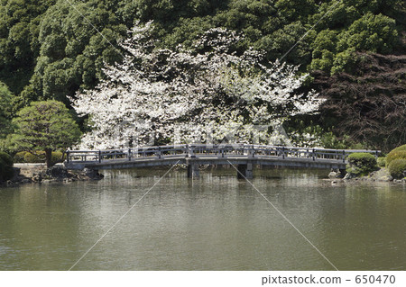池塘和櫻花 池塘和櫻花 650470