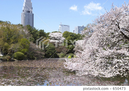 池塘和櫻花和摩天大樓 650473