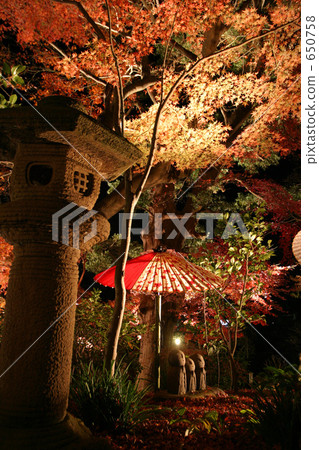 花園 燈籠 楓樹 650758