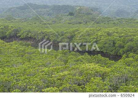 Mangrove in Iriomote Island Mangrove in Iriomote Island 650924