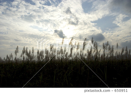 Sugar Cane Flower 650951