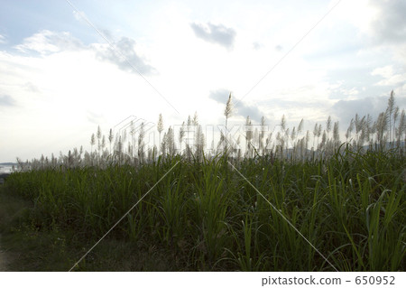Sugar Cane Flower 650952