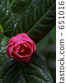Camellia 651016