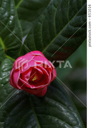 茶花 茶花 651016