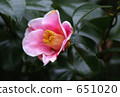 Camellia 651020