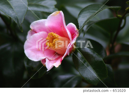 茶花 茶花 651020
