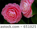 Camellia 651025