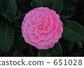 Camellia 651028