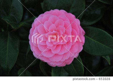 茶花 茶花 651028