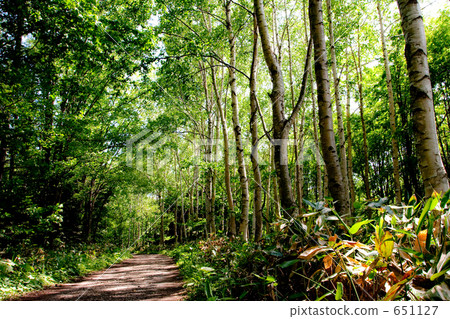 straight path, forest, wood 651127