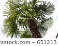 Palm tree 651213