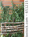 japanese creeper, ivy, the brick 651215