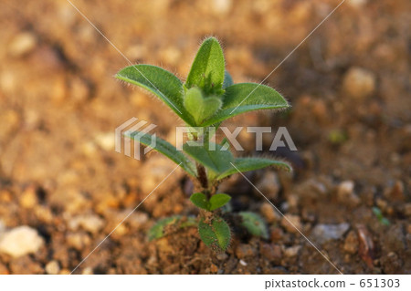 Outdoor Spring Outdoor Spring 651303