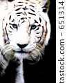 Tiger 651314