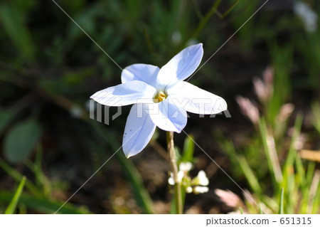 小花 小花 651315