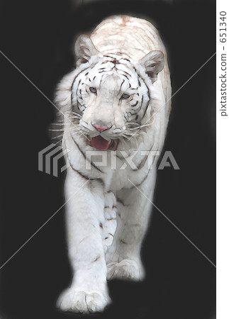 虎 虎 651340