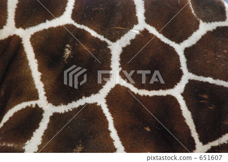 Giraffe pattern 651607