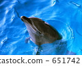 海豚 651742