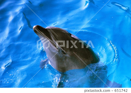 海豚 651742