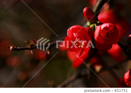 紅花紅花 紅花紅花 651751