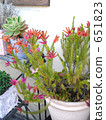 gardening, foliage plant, houseplant 651823