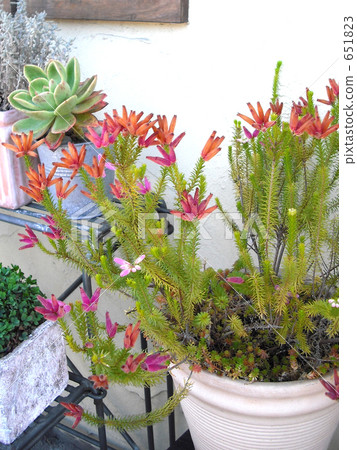 園藝 室內盆栽 觀葉植物 651823
