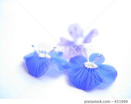 Veronica · Oxford Blue Veronica · Oxford Blue 651999