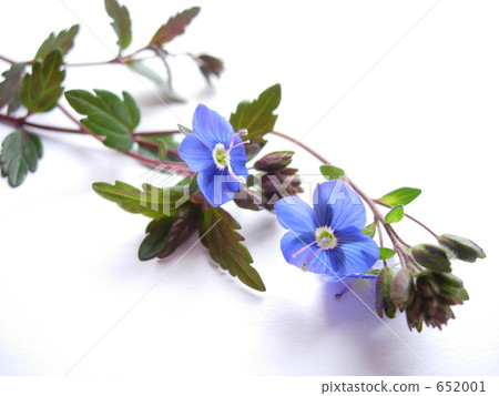 維羅妮卡·牛津藍 652001