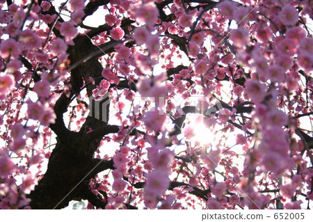 Meiyu Date 2 Meiyu Date 2 652005