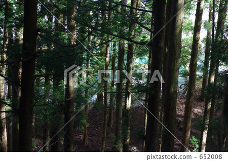 Clear flow beyond the forest Clear flow beyond the forest 652008