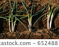 菜領域蔥耕種 652488