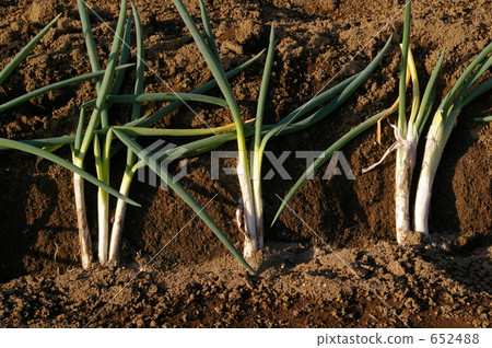 菜領域蔥耕種 652488