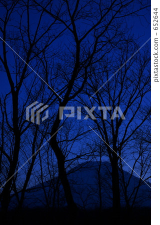 Fuji dying in the forest Fuji dying in the forest 652644