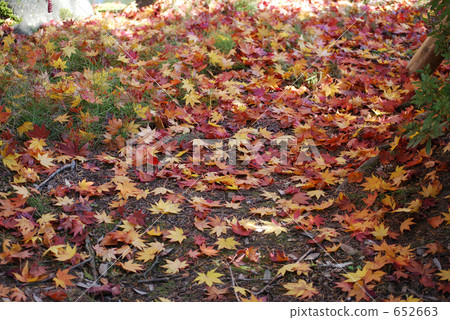 maple, yellow leafe, red leafe 652663